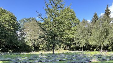 Blick auf ein Gräberfeld mit Ginkgo-Baum im Hintergrund